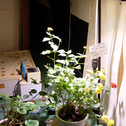 花の栽培への応用研究