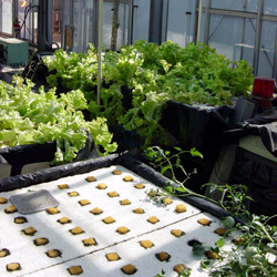 植物工場への応用研究