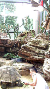 500W・甲羅の育成(40才以上、max150才)