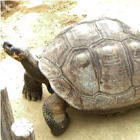 ガラパゴスゾウガメ