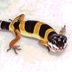 ヒョウモントカゲモドキ