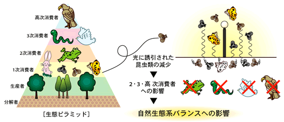 「食物連鎖」の関係を生物の量で模式的に表示した「生態ピラミッド」