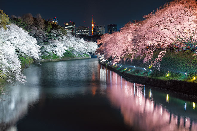 千代田のさくらまつり 夜桜ライトアップ | 建築外構・景観演出 ライトアップ | 納入事例 | 岩崎電気